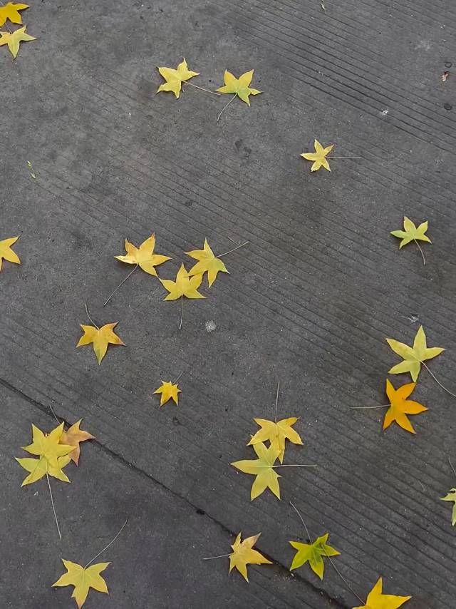 找搭子