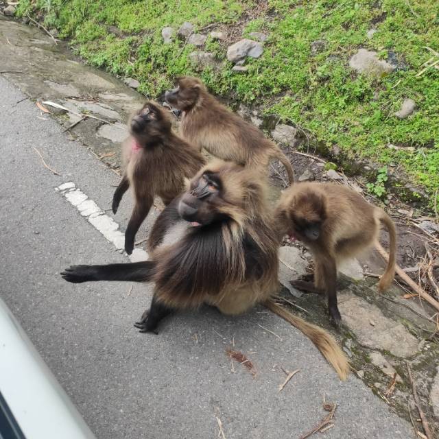 找搭子