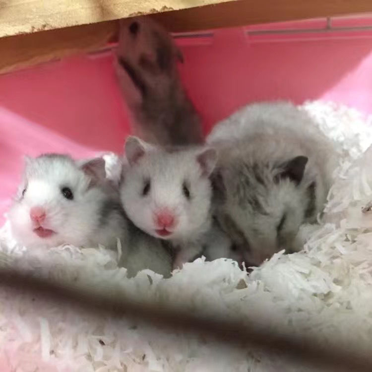 找搭子