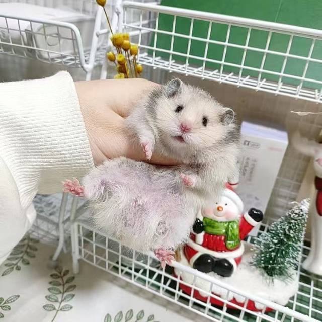 找搭子