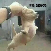 找搭子