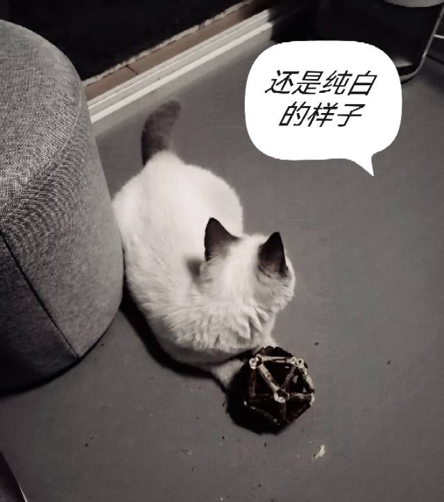 找搭子