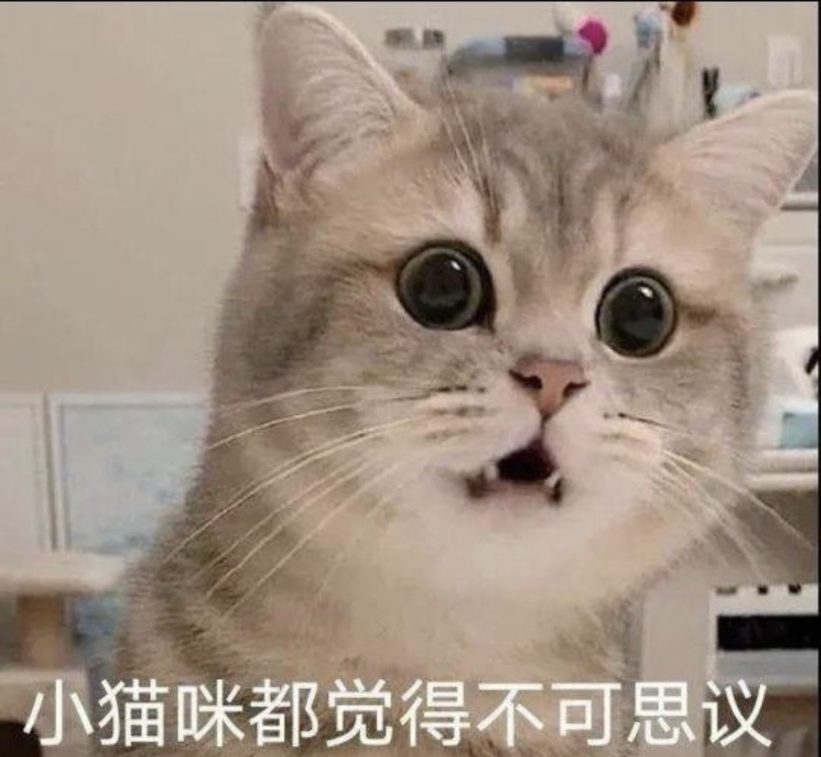 找搭子