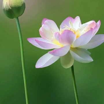 找搭子