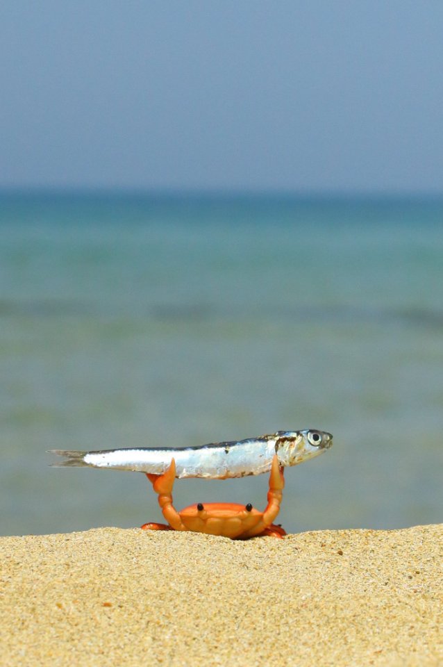 找搭子