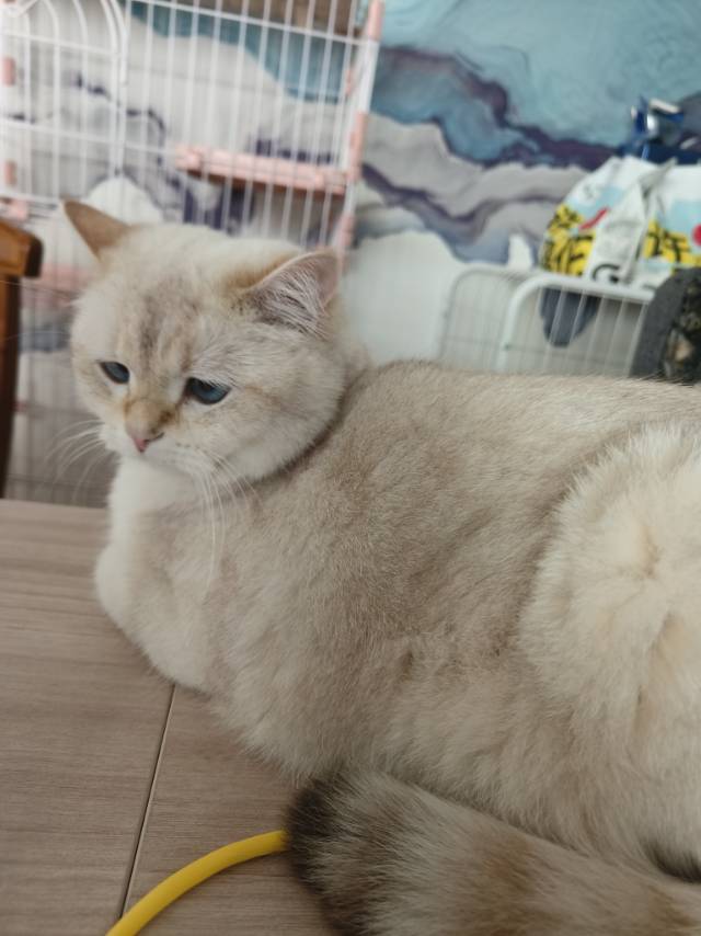 找搭子