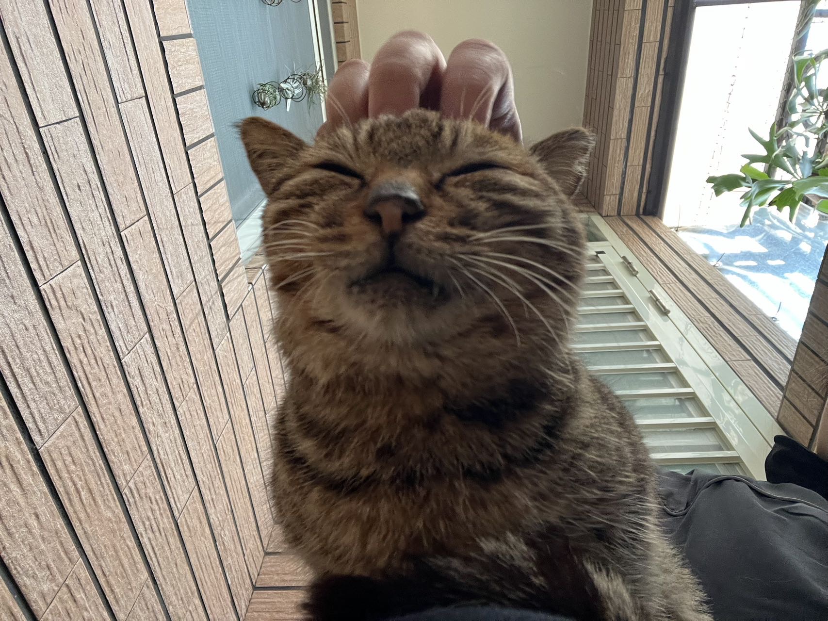 找搭子
