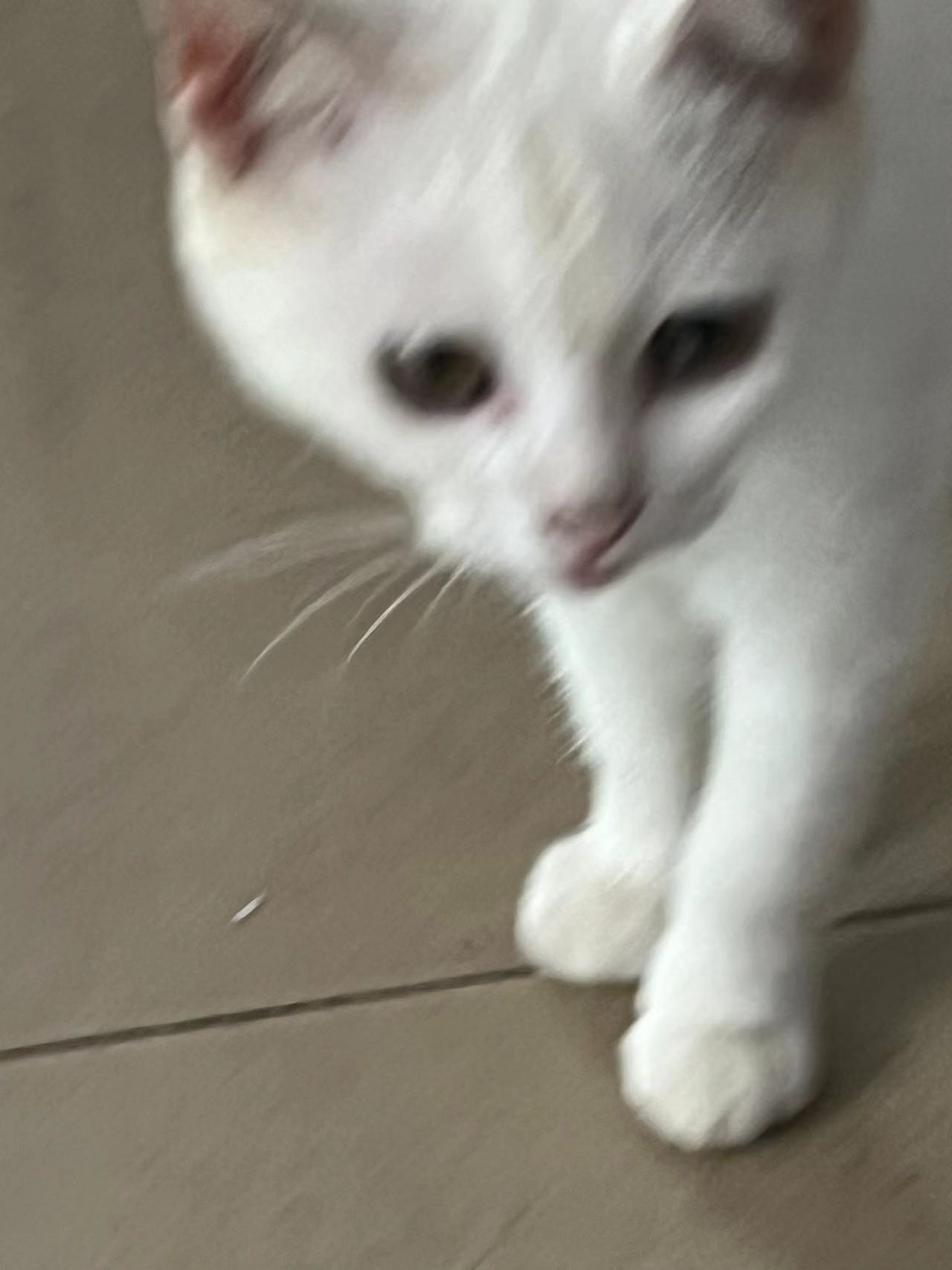 找搭子