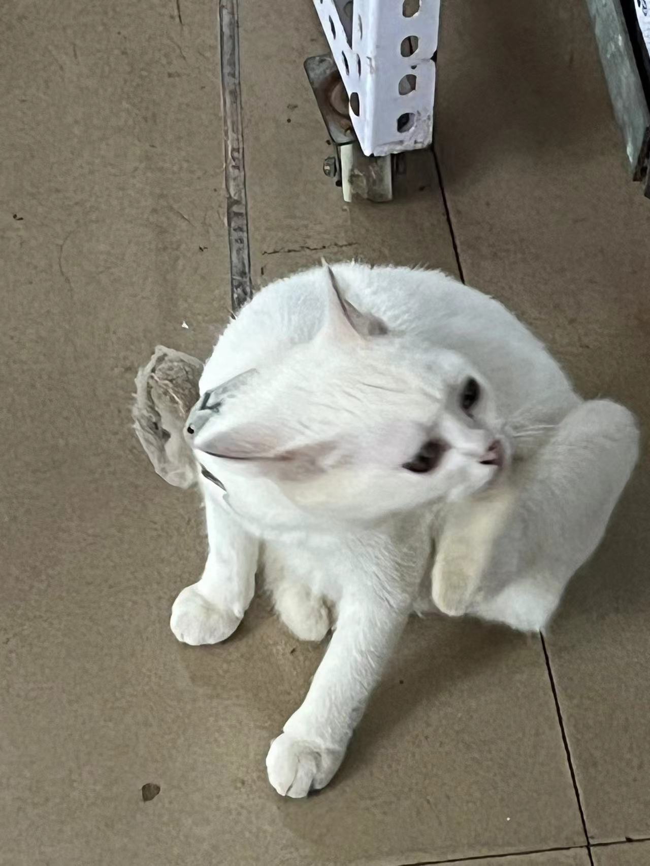 找搭子