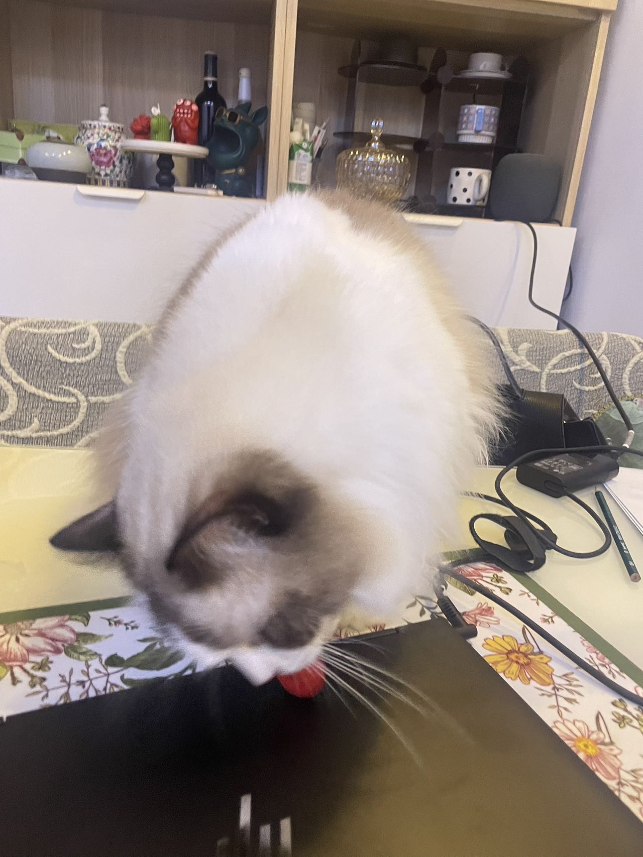 找搭子