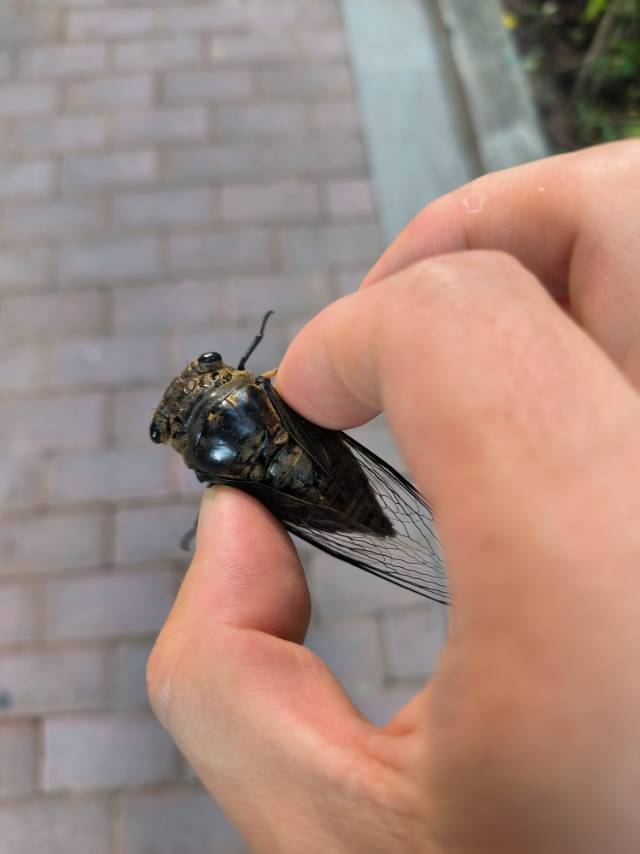 找搭子