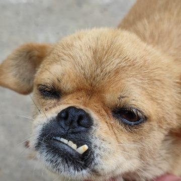 找搭子