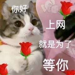 找搭子
