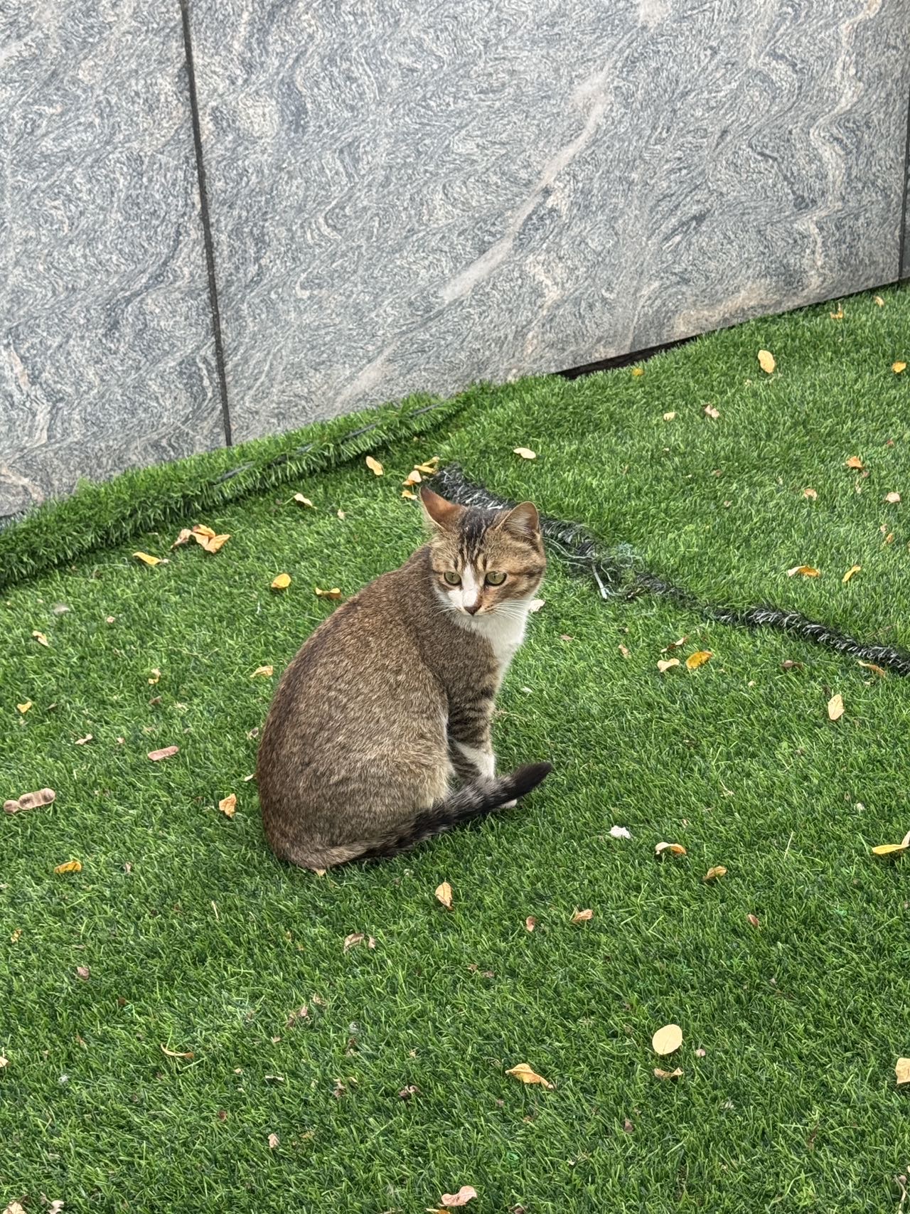 找搭子