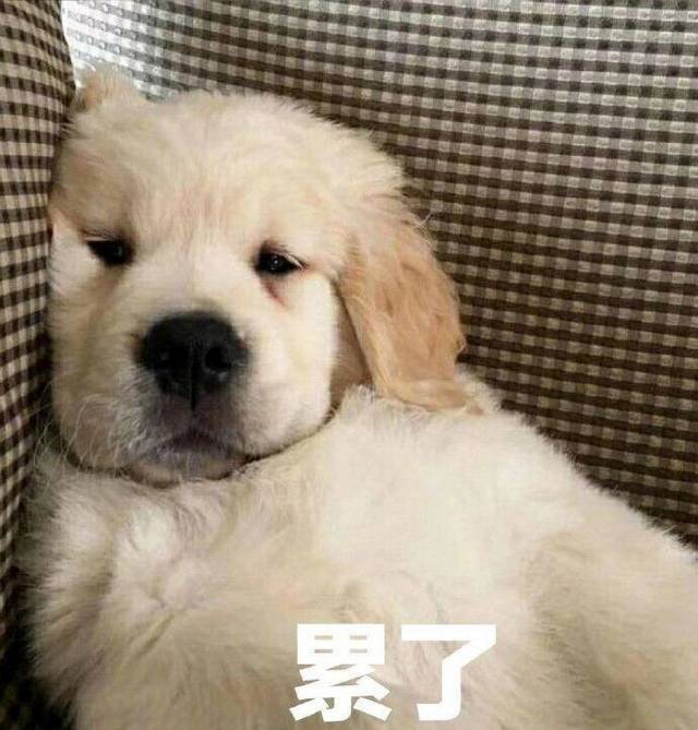 找搭子