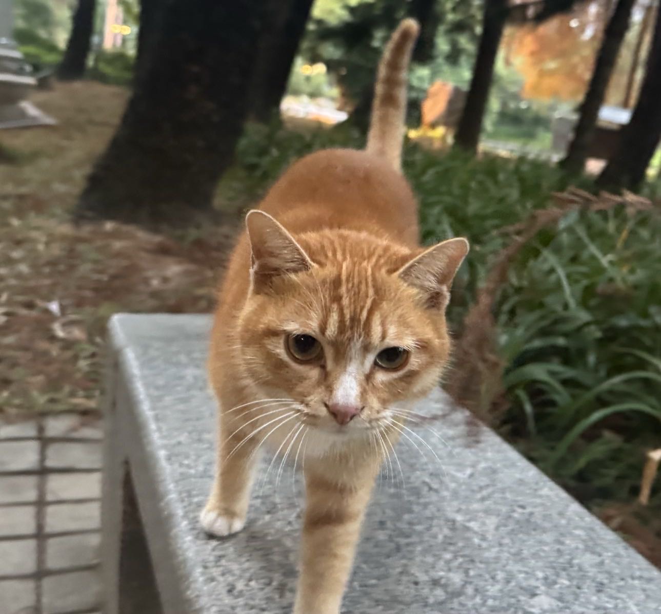 找搭子