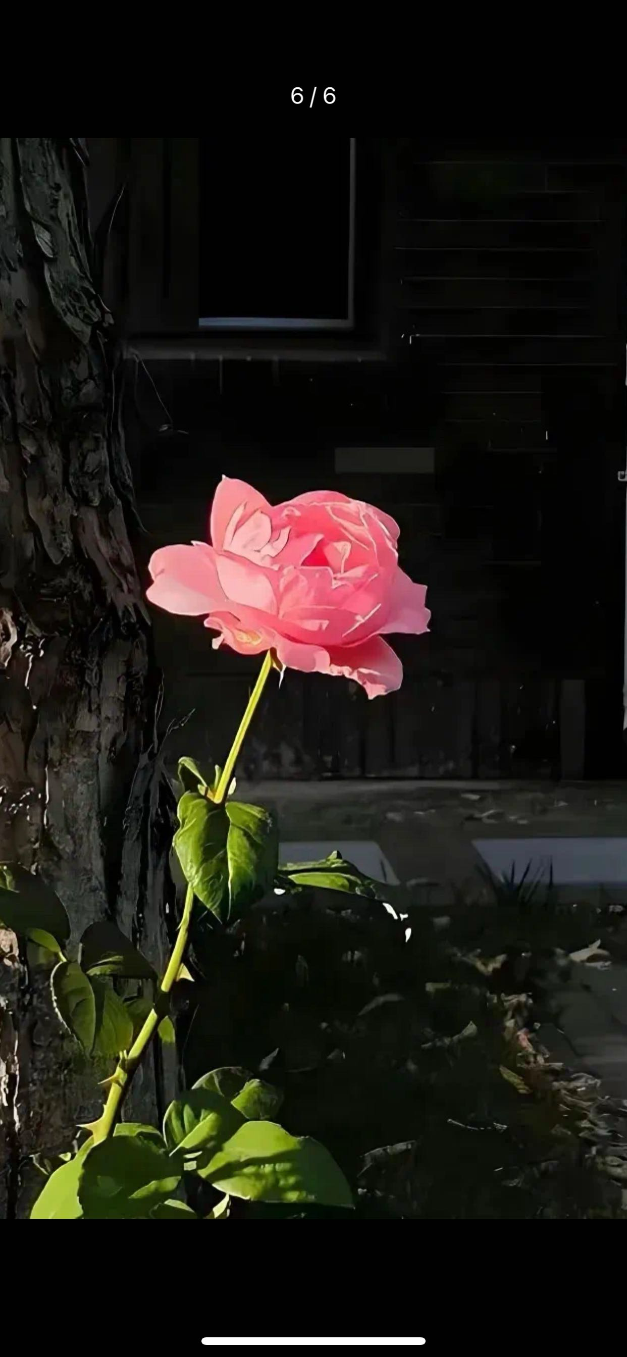 找搭子