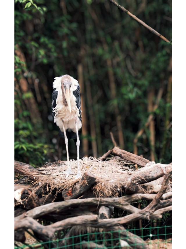 找搭子