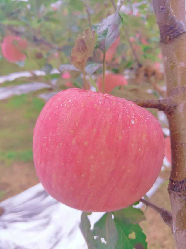 找搭子