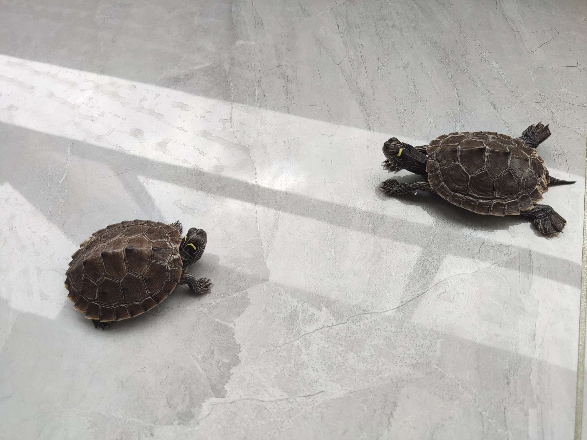 找搭子