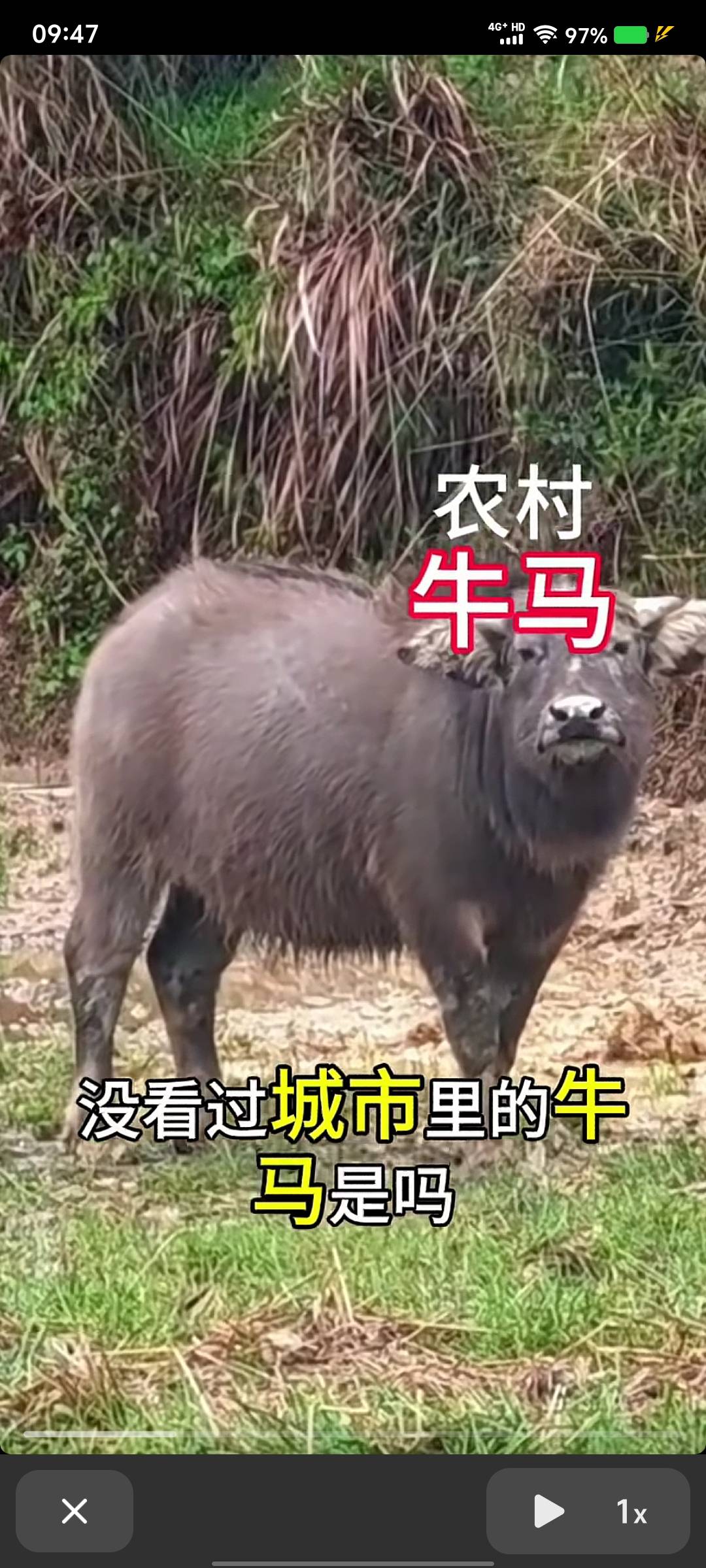 找搭子