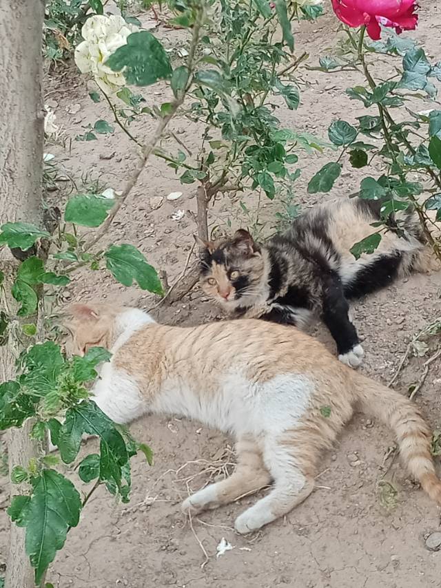 找搭子