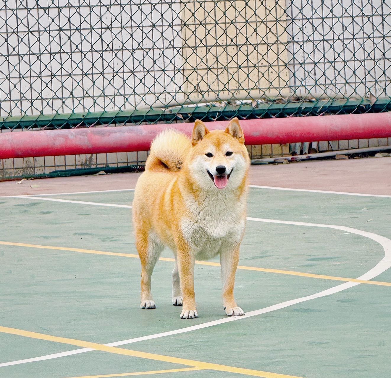 找搭子