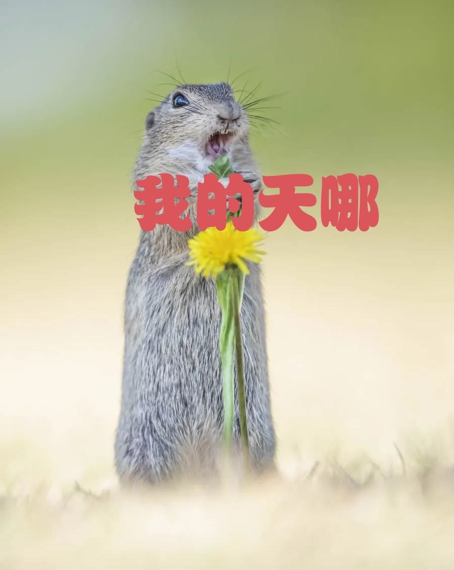 找搭子