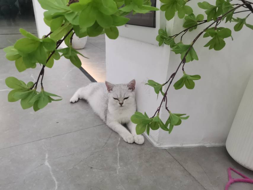 找搭子